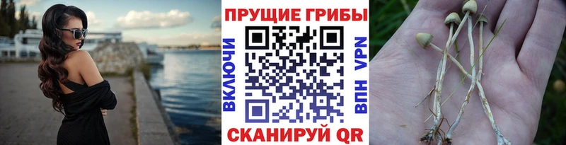 наркошоп  Дудинка  Псилоцибиновые грибы Cubensis 